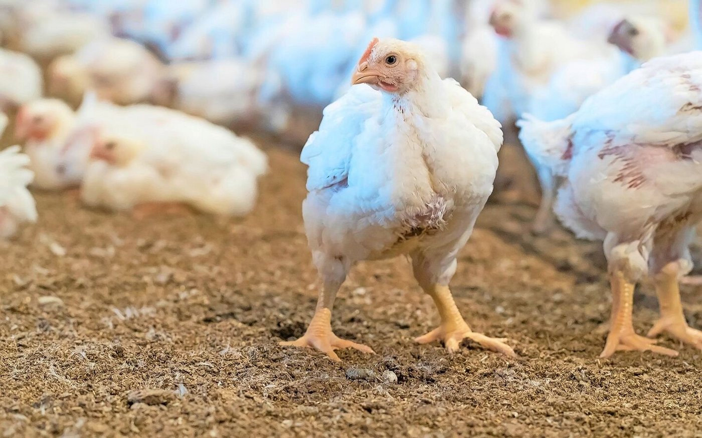 Masthybriden wie die der Rasse Ross-308 würden Qualen erleiden während der Mast, so TIF. Migros und Aviforum nehmen Stellung zu den Vorwürfen. 