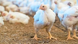 Masthybriden wie die der Rasse Ross-308 würden Qualen erleiden während der Mast, so TIF. Migros und Aviforum nehmen Stellung zu den Vorwürfen. 