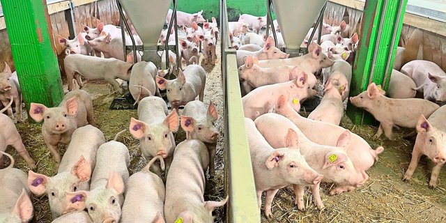 Sins führt zum Absterben der Schwanzspitzen bei Saugferkeln und Jagern. Davon sind diese Gruppen aber nicht betroffen.