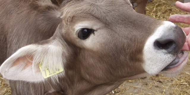 Der TDV vergibt Identität durch Ohrmarken und Mikrochips für die Schweizer Nutztiere. (Bild pixabay)