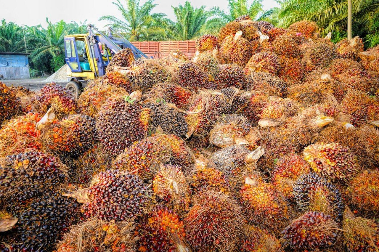 Unter anderem teurer wurde etwa Palmöl. (Bild Pixabay)