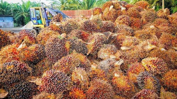 Unter anderem teurer wurde etwa Palmöl. (Bild Pixabay)