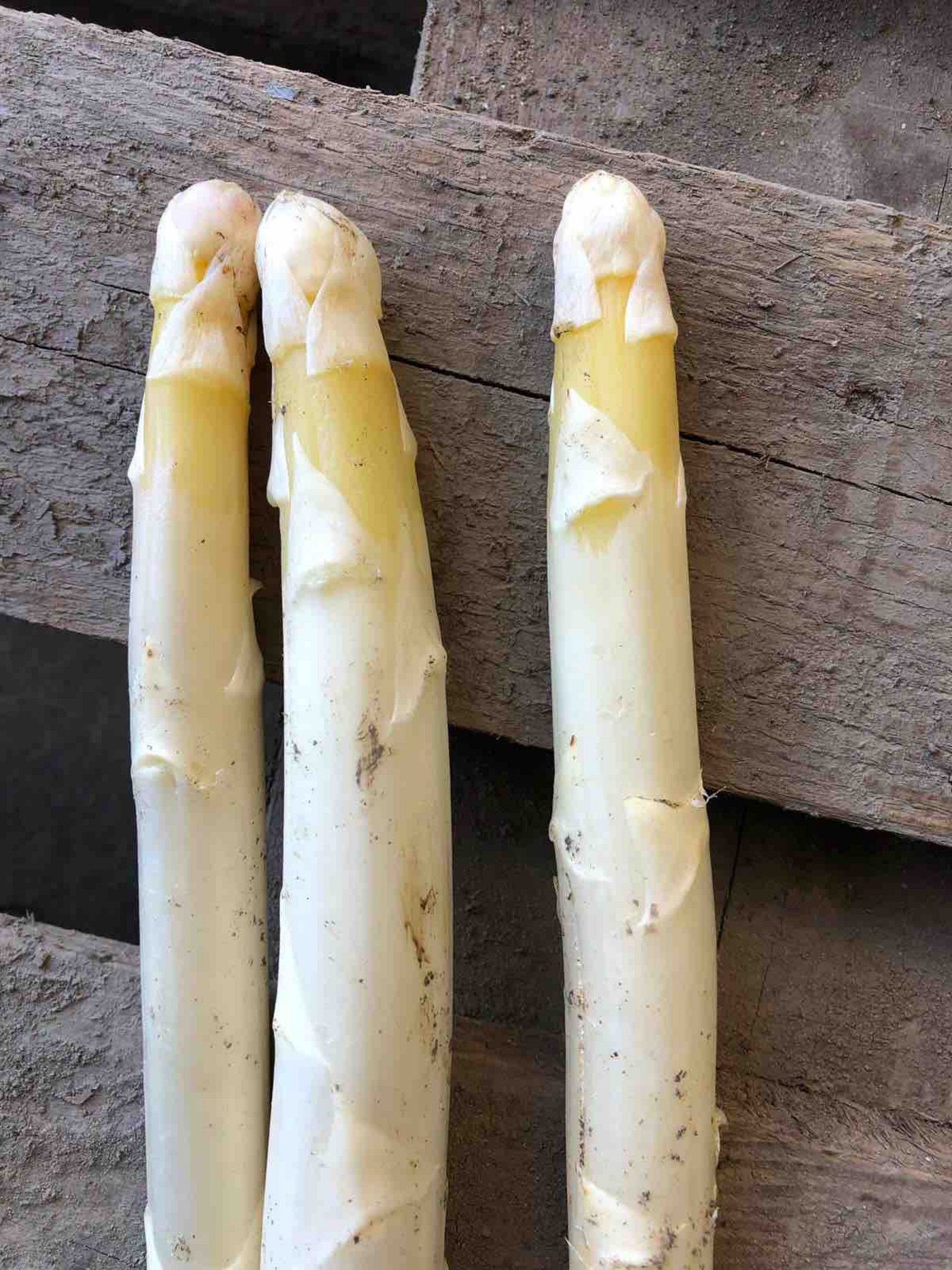 Auch die weissen Spargeln weisen Schäden auf. (Bild zVg)