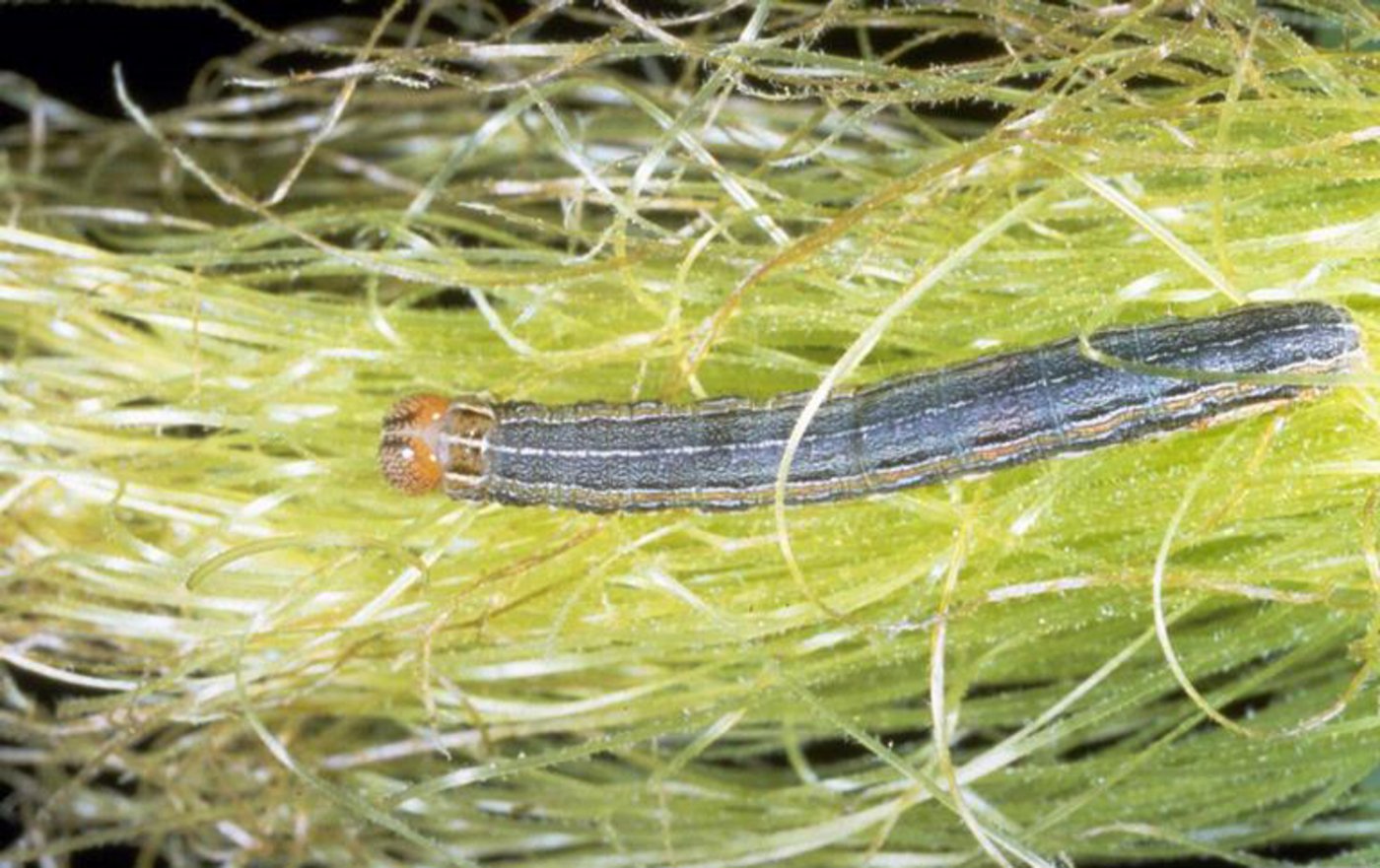 So sieht die Raupe der Gattung Einpunkt-Schilfeule aus. (Bild Frank Peairs)