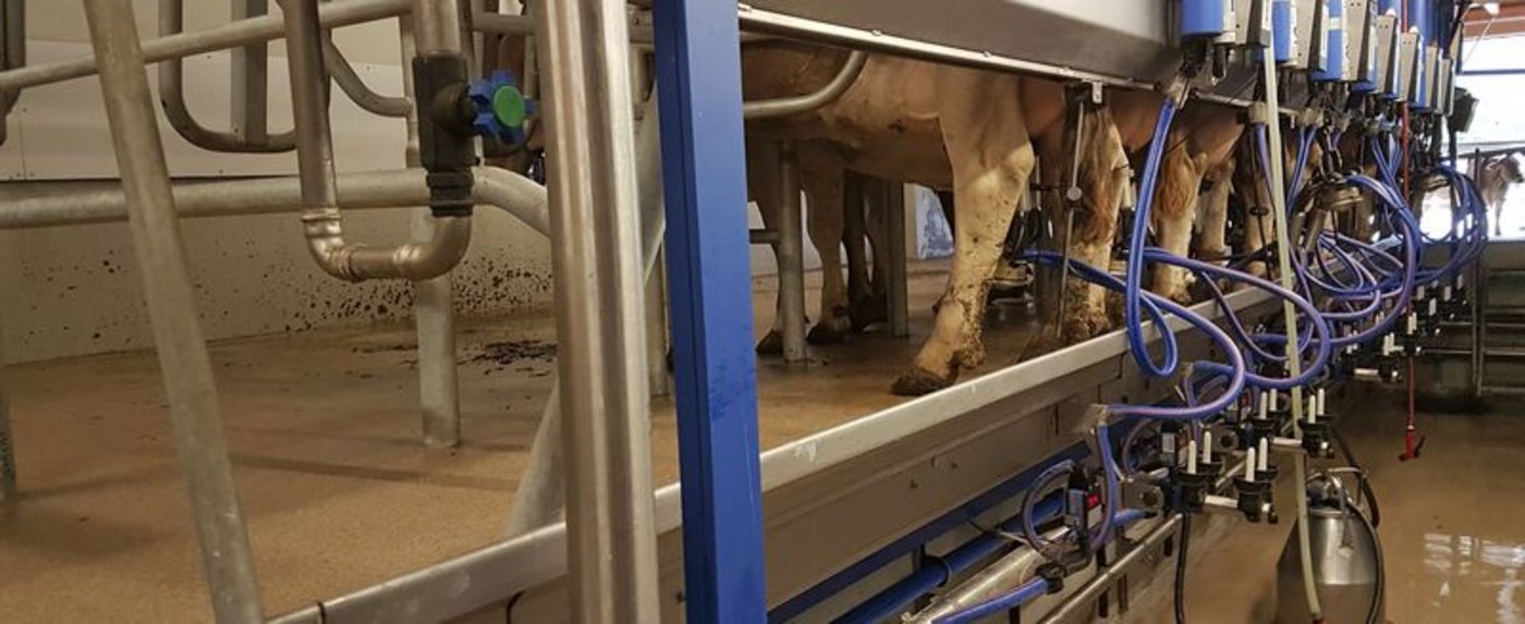 Die SMP wollen keinen Systemwechsel bei der Verkäsungszulage und wehren sich gegen eine Grenzschutz-Lockerung. (Bild lid/ji)