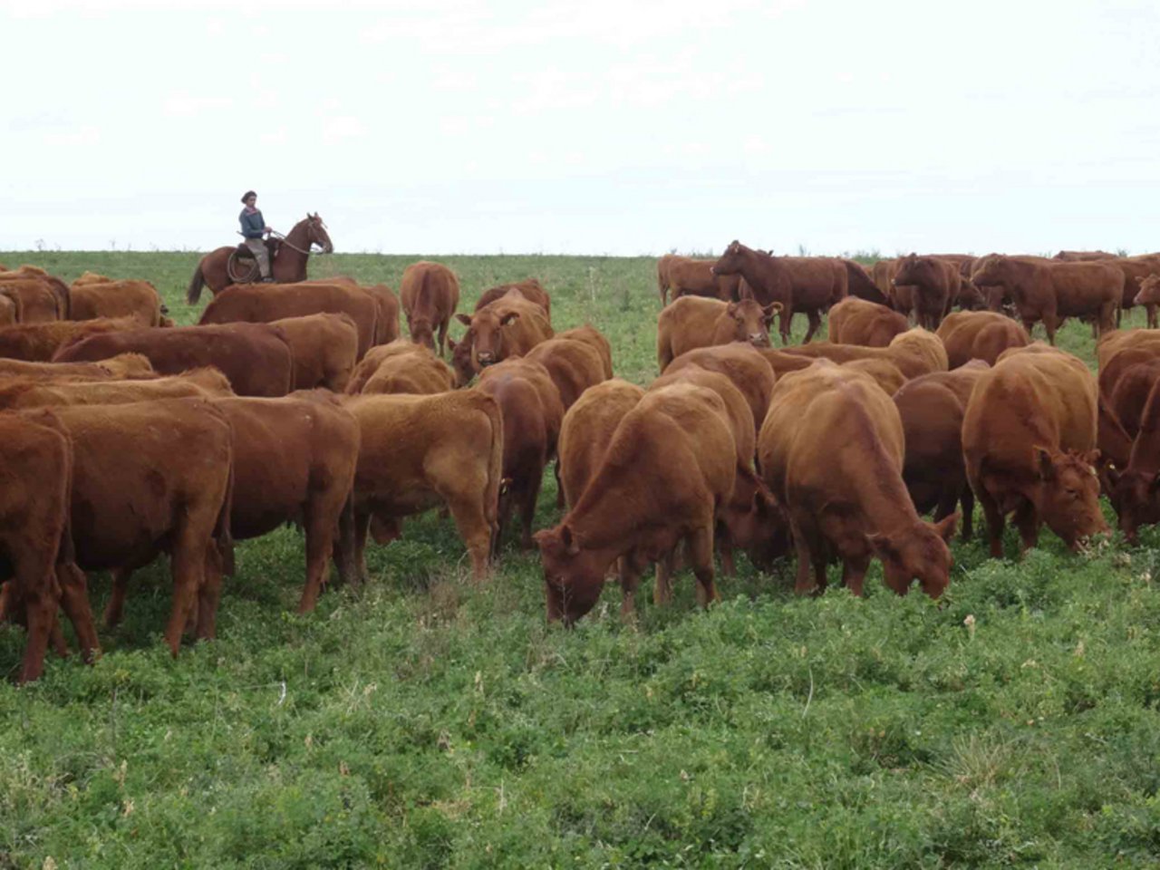 Fleisch ist ein strittiger Punkt bei Mercosur-Verhandlungen. (Bild lid/mr)