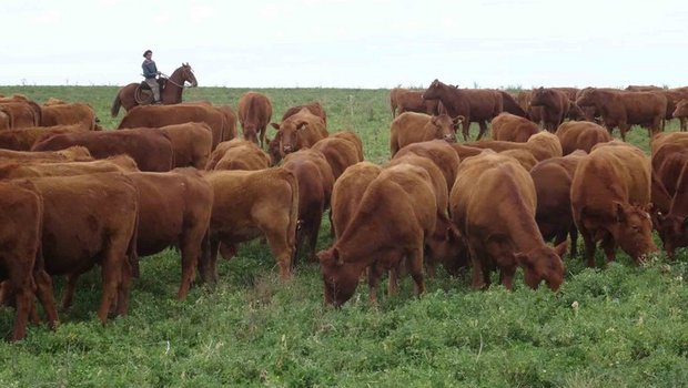 Fleisch ist ein strittiger Punkt bei Mercosur-Verhandlungen. (Bild lid/mr)