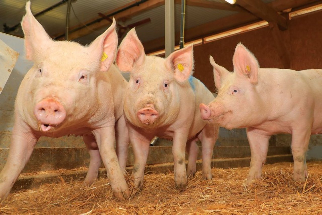 Die Bio-Schweine gelten seit Ende Januar 20 Rappen weniger, das sind 6 Franken je Kilo Schlachtgewicht (SG) ab Stall. (Peter Röthlisberger)