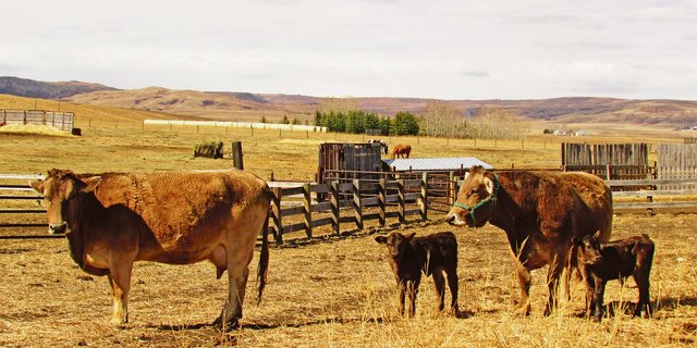 Zuwachs für die Hobbyfarm dank Spende aus der Schweiz: Die Braunviehkühe Yuly und Xena mit ihren Kälbern.(Bild Alexandra Ruckstuhl)