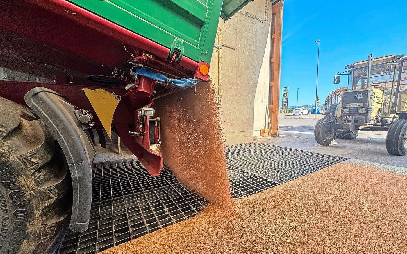 Die Menge an Brotweizen wird nach aktueller Hochrechnung auf 360 000 bis 380 000 Tonnen geschätzt. Der grösste Teil soll backfähig sein. 