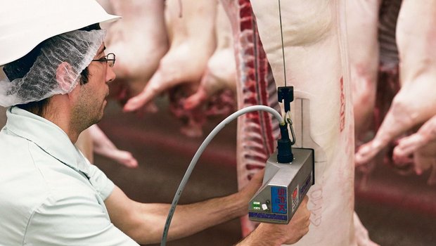 Fütterung und Geneti Fütterung und Genetik sind die grössten Stellschrauben, die den Magerfleischanteil beeinflussen.