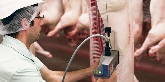 Fütterung und Genetik sind die grössten Stellschrauben, die den Magerfleischanteil beeinflussen.