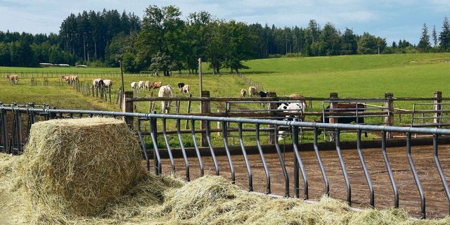Rund 250 Rinder verbringen den Sommer auf der Alp Horben. Bei Bedarf wird jeweils Heu zugefüttert, das im Frühling eingebracht wurde.