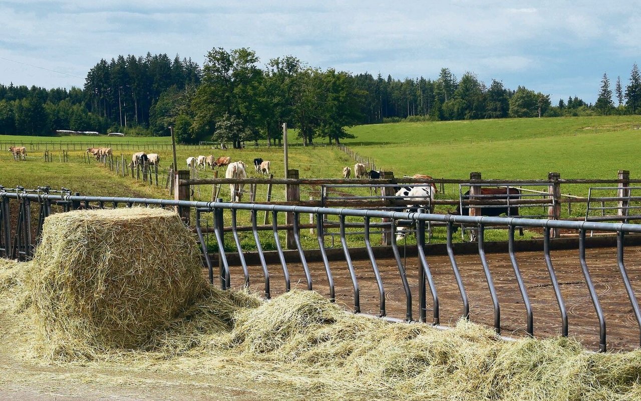 Rund 250 Rinder verbringen den Sommer auf der Alp Horben. Bei Bedarf wird jeweils Heu zugefüttert, das im Frühling eingebracht wurde.