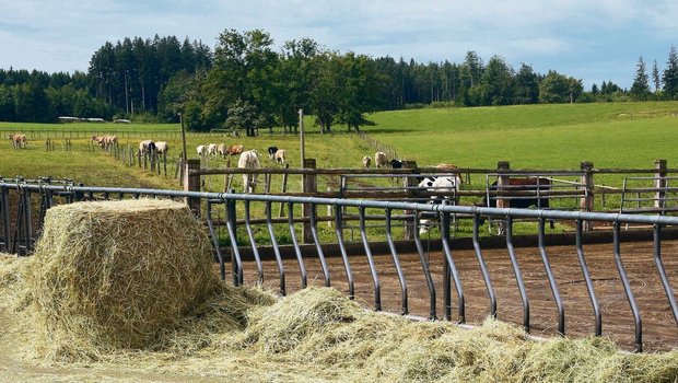 Rund 250 Rinder verbringen den Sommer auf der Alp Horben. Bei Bedarf wird jeweils Heu zugefüttert, das im Frühling eingebracht wurde.