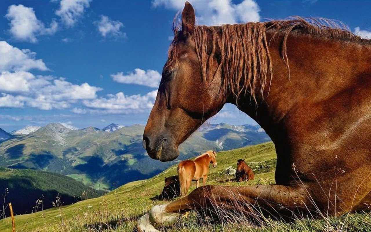 Das Pferd ist traditionell ein Teil der Landwirtschaft – nun wird dies zunehmend in Frage gestellt. «Rösseler» fürchten, dass das Pferd beim BLW an Rückhalt verliert. 