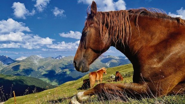 Das Pferd ist traditionell ein Teil der Landwirtschaft – nun wird dies zunehmend in Frage gestellt. «Rösseler» fürchten, dass das Pferd beim BLW an Rückhalt verliert. 