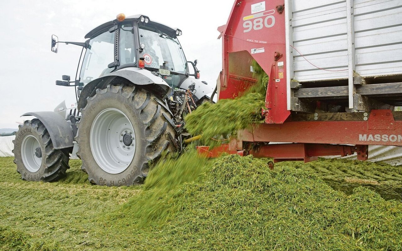 Einbringen von Grassilage in den Fahrsilo.