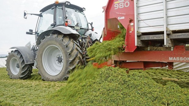 Einbringen von Grass Einbringen von Grassilage in den Fahrsilo.