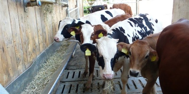  Die Kälbermäster erhalten für IP-Suisse-Mastkälber aus RAUS-Haltung eine Zusatzprämie. Die Tabelle (nächstes Bild) zeigt ... (Bild zVg)