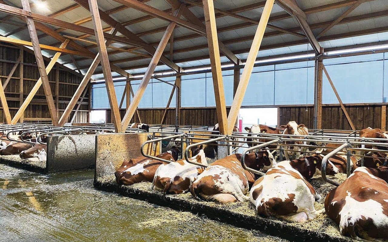 48 Red-Holstein-Kühe hält die Familie Rickli im neugebauten Stall in Bleienbach BE. Daneben halten sie Aufzuchtkälber und Pferde. 