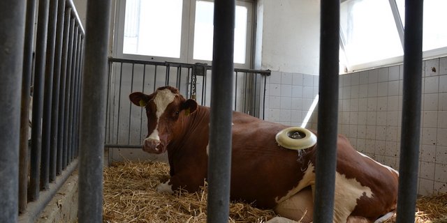 Kuh Flurina gehört der Nutztierklinik. Als Pansensaft-Spenderin wurde ihr eine Fistel eingesetzt. Durch diesen Deckel geht es direkt in den Pansen der Kuh. (Bild jsc)