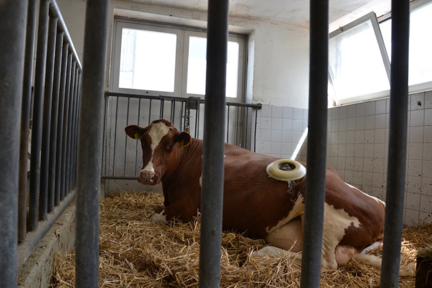 Kuh Flurina gehört der Nutztierklinik. Als Pansensaft-Spenderin wurde ihr eine Fistel eingesetzt. Durch diesen Deckel geht es direkt in den Pansen der Kuh. (Bild jsc)