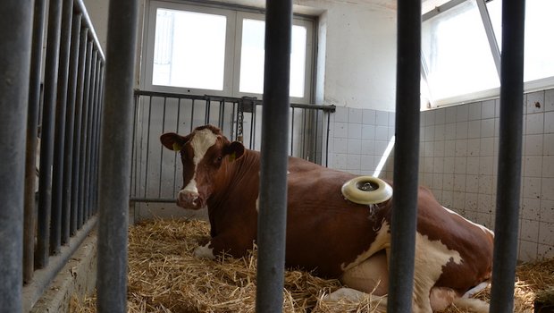 Kuh Flurina gehört der Nutztierklinik. Als Pansensaft-Spenderin wurde ihr eine Fistel eingesetzt. Durch diesen Deckel geht es direkt in den Pansen der Kuh. (Bild jsc)