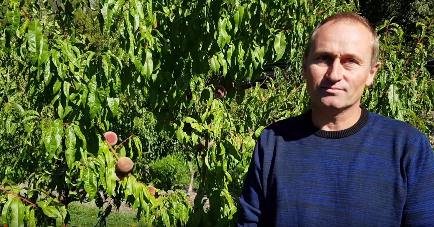 Andi Schmid sieht in den Pfirsichen die nächste Schweizer Sommerfrucht. (Bild nb)
