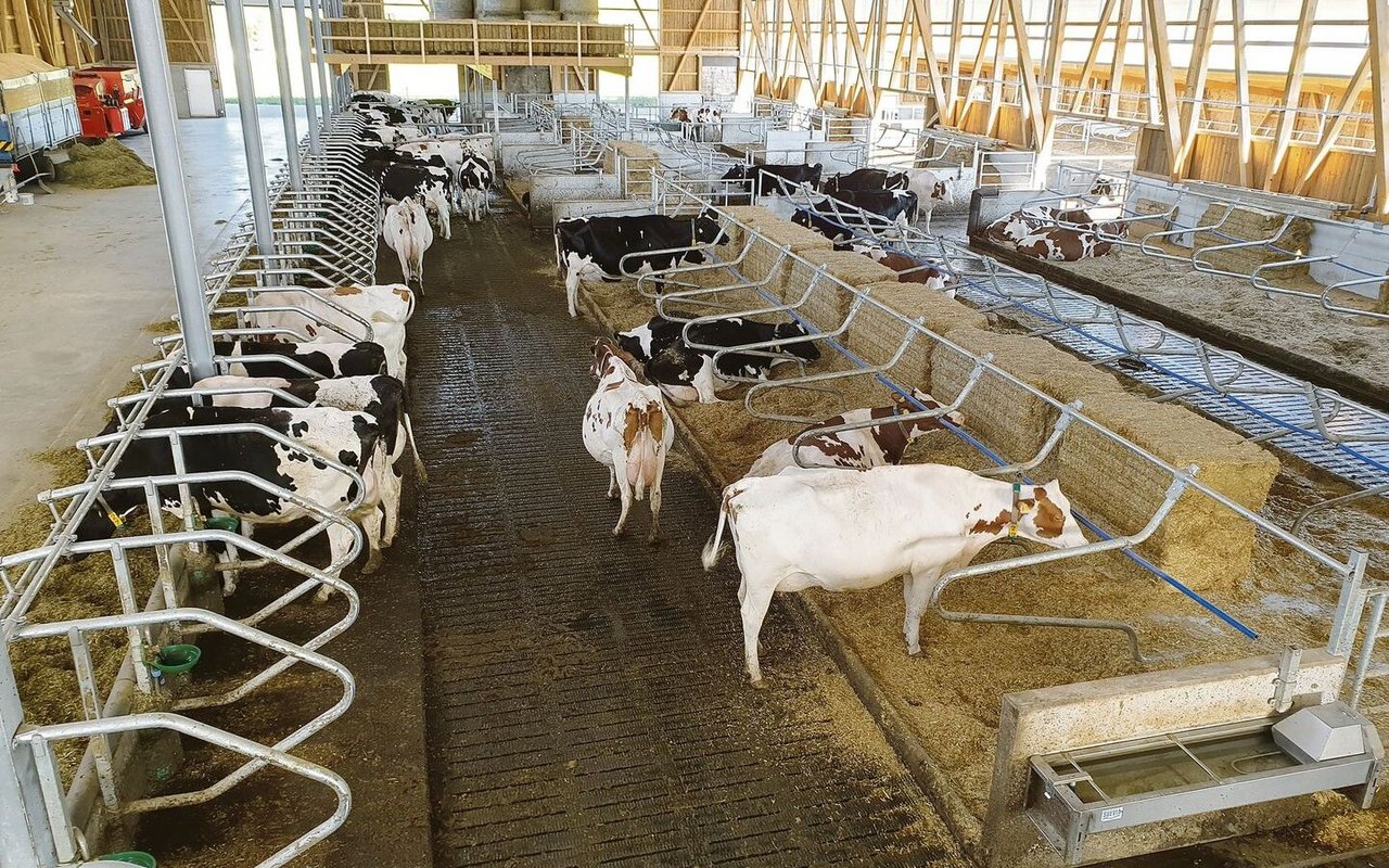 Der Stall ist unterteilt in 67 Plätze für laktierende Kühe und 50 Rinderplätze. Das lässt sich unkompliziert anpassen.