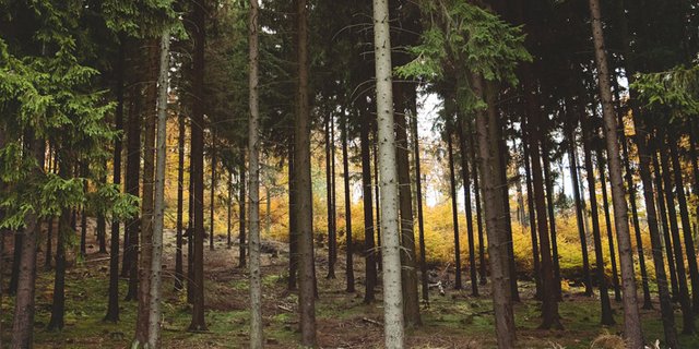 Fichten sind besonders gefährdet. (Bild pd)