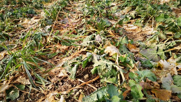 Die Temperaturen steigen in die Höhe – darf jetzt gegüllt werden? «Der Raps reagiert als erstes auf den Temperaturanstieg. Bei weit entwickelten Beständen sind in den letzten Wochen viele Blätter abgefroren und müssen nun aus dem Vegetationskegel wieder austreiben», sagt Martin Bertschi vom Strickhof Lindau ZH. (Bild Strickhof, aufgenommen im Kanton Zürich)
