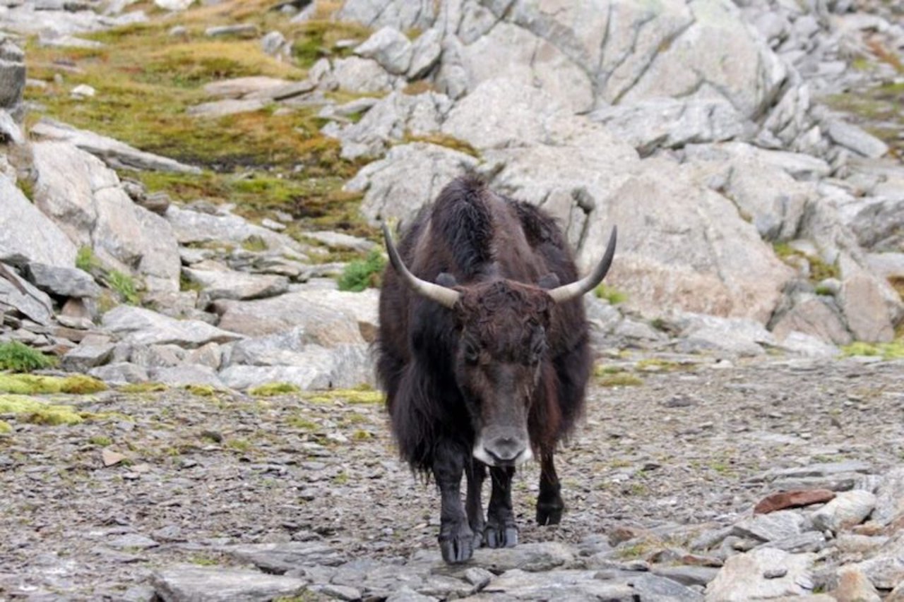Die urtümlichen Yaks werden auch in der Schweiz gehalten. (Bild Schweizer Yakzuchtverein)