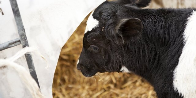 Kälber von Milchrassen geben zurzeit in der Presse viel zu diskutieren. (Bild Harald Schottner / pixelio.de)