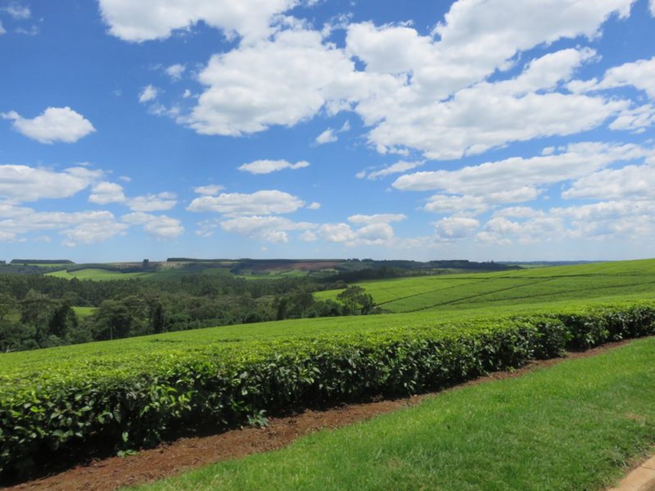 Tee gedeiht nur in Regionen, in denen genügend Niederschlag garantiert ist, wie hier im Hochland von Kenia.