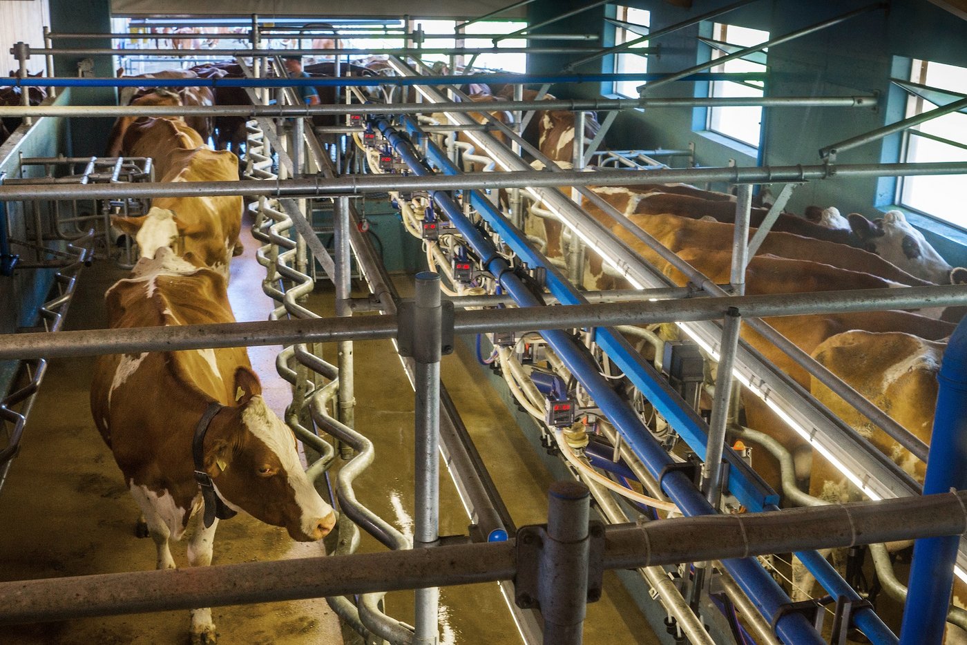 Der Melkstand des Biohofs der Agrovision Burgrain: Die Milch wird vor Ort veredelt und die Produkte im Laden verkauft. (Bild ZMP)