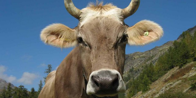 Die Hornkuh-Initiative befindet sich derzeit im Parlament. Bio Suisse hat bereits die Empfehlung abgegeben, die Initiative anzunehmen. (Bild Thomas Zenklusen, landwirtschaft.ch)