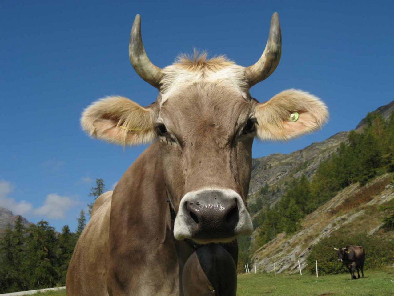 Die Hornkuh-Initiative befindet sich derzeit im Parlament. Bio Suisse hat bereits die Empfehlung abgegeben, die Initiative anzunehmen. (Bild Thomas Zenklusen, landwirtschaft.ch)