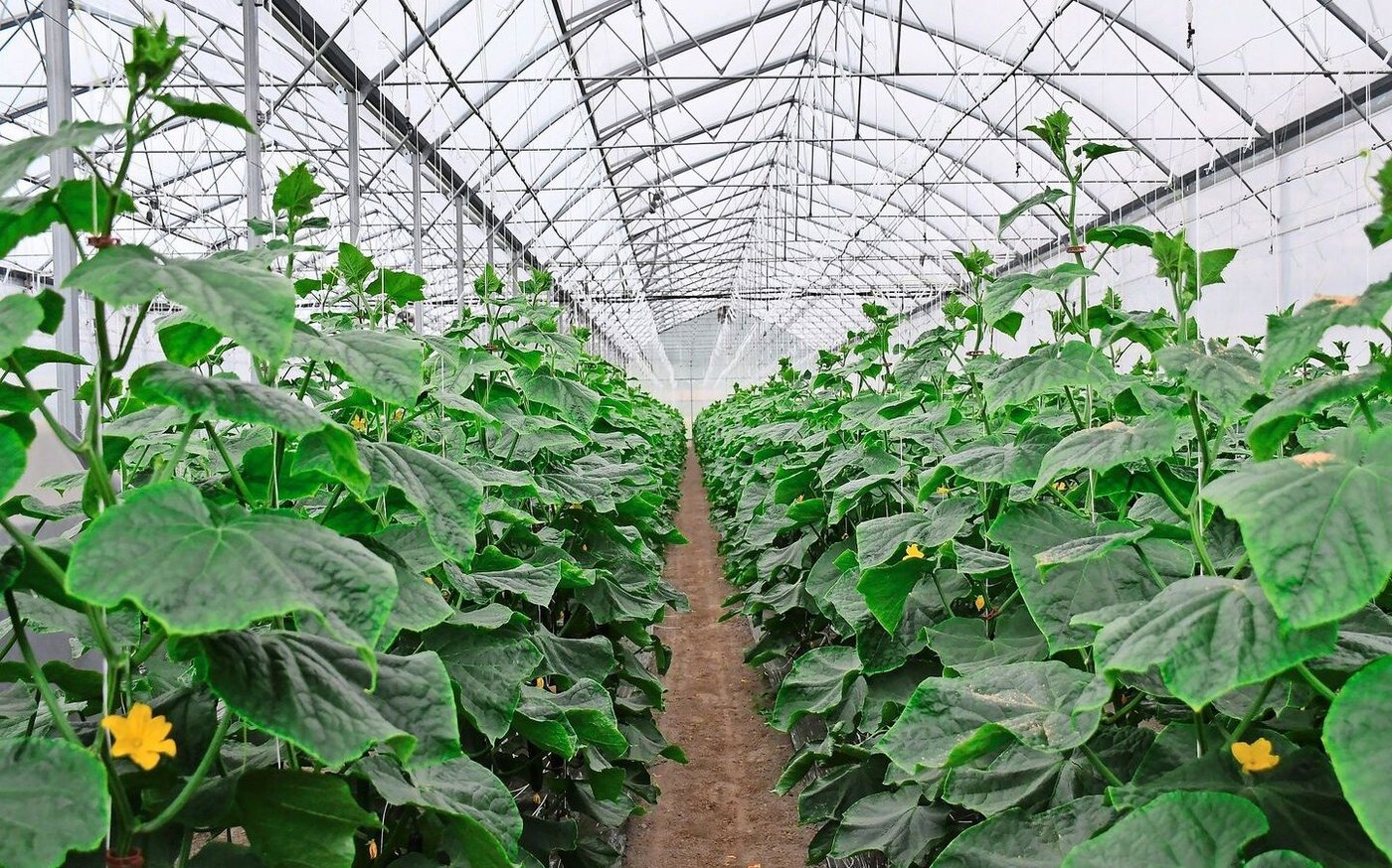 Sauber und ordentlich: Auf 80 Aren Gewächshausfläche wachsen Tomaten, Auberginen, Peperoni und Gurken. 