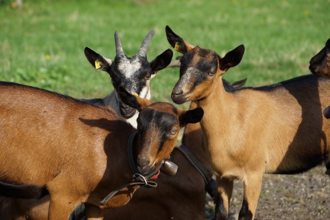 In der von der Identitas AG betriebenen Tierverkehrsdatenbank müssen seit Januar 2020 auch Ziegen und Schafen erfasst werden. (Bild Ruth Aerni/BauernZeitung)