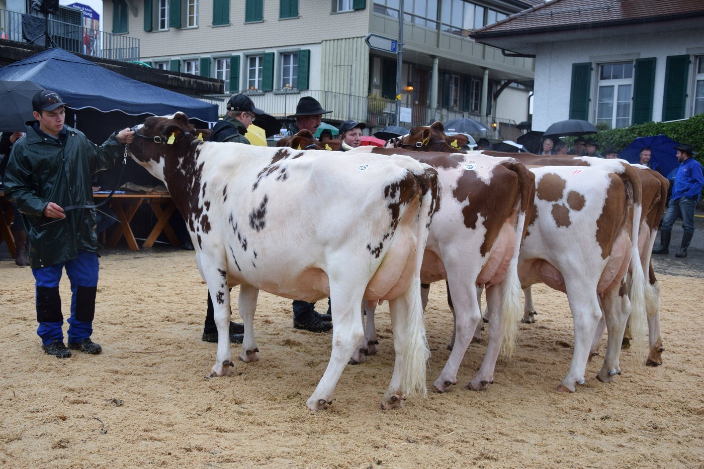 Kat: 3: 1. Ottilia, Christian Burren, Gasel; 2. PeSa Marco Melina, Peter Salvisberg, Kirchlindach; 3. Alfredo Somalia, Peter Steffen, Ortschwaben.