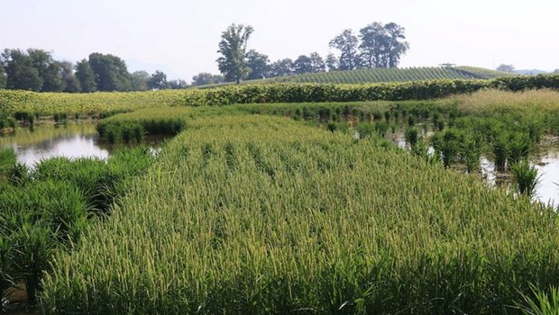 Ob der Reis in Witzwil so gut wächst wie im Bild in Schwadernau, wird sich zeigen. (Bild Agroscope/Kathrin Hartmann)
