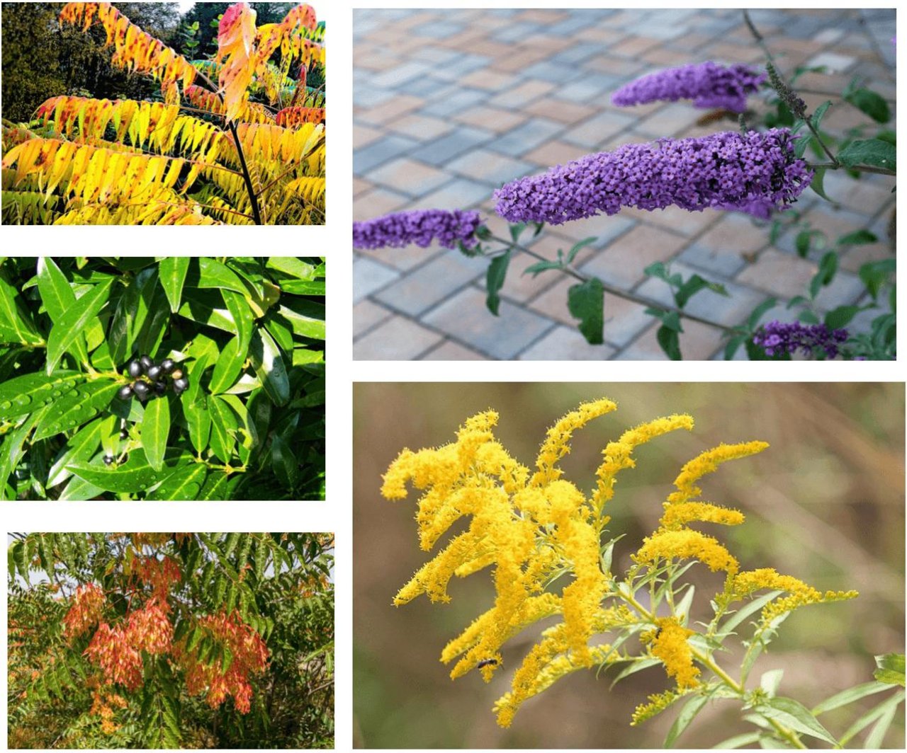 Alle diese Pflanzen sehen zwar schön aus und haben praktische Eigenschaften. Weil sei invasiv sind, gehören sie trotzdem nicht in den Garten. (Bilder Pixabay)