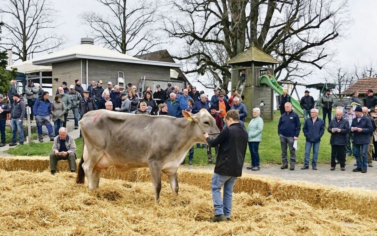 Auf dem Horben wurden 30 Braunviehkühe, -rinder und -kälber aufgeführt.