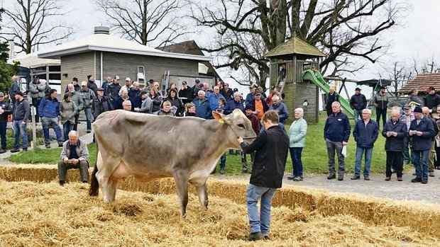 Auf dem Horben wurde Auf dem Horben wurden 30 Braunviehkühe, -rinder und -kälber aufgeführt.