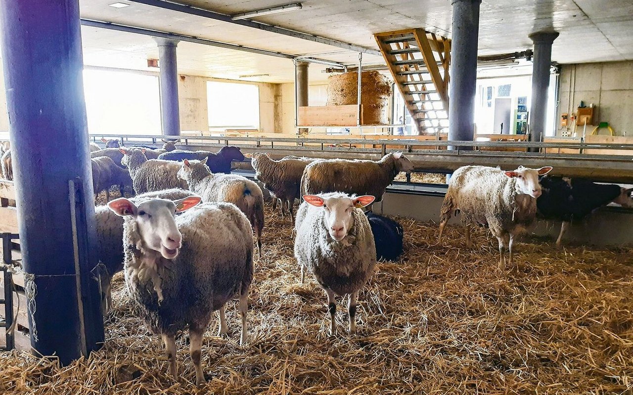 Rund 100 Milchschafe leben auf dem Betrieb von Familie Stillhart im Fricktal, Gastgeber am Nordwestschweizer Kleinwiederkäuertag.