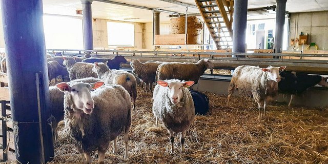 Rund 100 Milchschafe leben auf dem Betrieb von Familie Stillhart im Fricktal, Gastgeber am Nordwestschweizer Kleinwiederkäuertag.