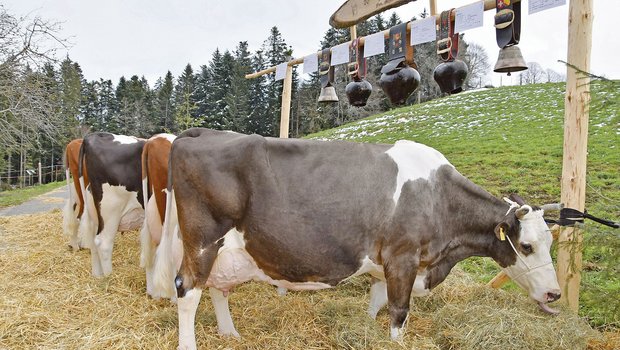 Die Zuchtfamilie der Kuh Platnum Marina der Familie Meyer, im Zyt in Huttwil, konnte mit 84 Punkten in die Klasse A beurteilt werden. (Bild Barbara Heiniger)