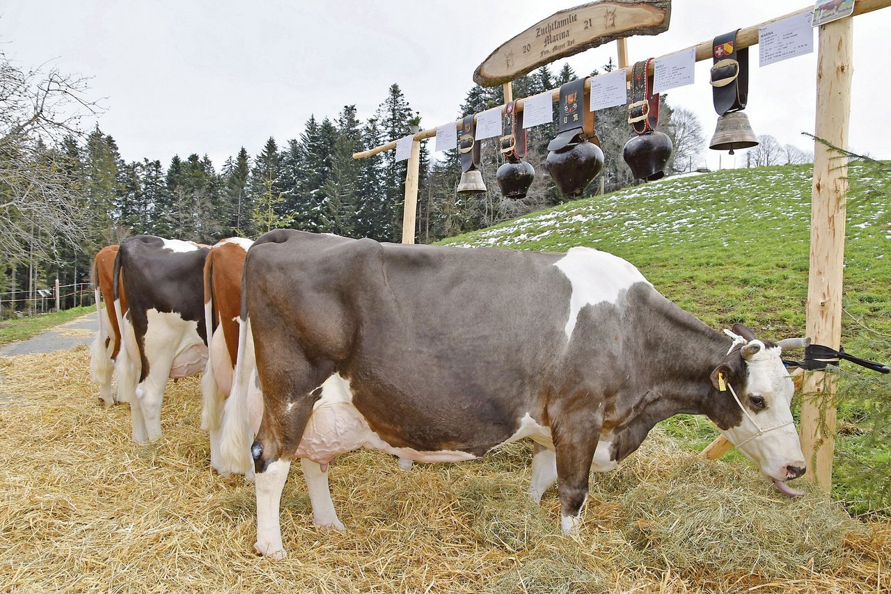Die Zuchtfamilie der Kuh Platnum Marina der Familie Meyer, im Zyt in Huttwil, konnte mit 84 Punkten in die Klasse A beurteilt werden. (Bild Barbara Heiniger)