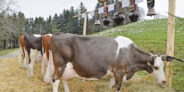 Die Zuchtfamilie der Kuh Platnum Marina der Familie Meyer, im Zyt in Huttwil, konnte mit 84 Punkten in die Klasse A beurteilt werden. (Bild Barbara Heiniger)
